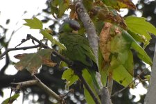 Lilac-crowned Parrot 2024-05-24.JPG