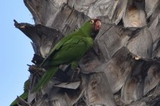 Mitred Parakeet 2024-05-24 a.JPG