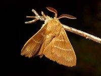 M Fox Moth .jpg