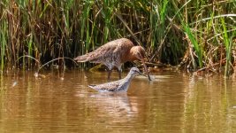 Godwit Black-tailed Godwit Limosa limosa & Marsh sandpiper Tringa stagnatilis  Alykes Wetland ...jpg