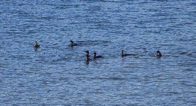 DSC04968 Little Blck Cormorants @ Wreck Bay Northbridge bf.jpg