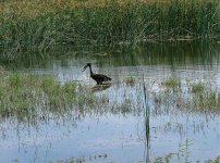 African Openbill.jpg