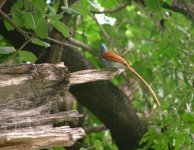 African Paradise-flycatcher.jpg