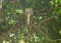 Barn Owl.jpg