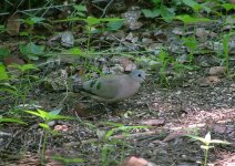 Emerald-spotted Wood-dove.jpg