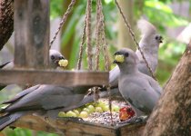 Grey Go-away Birds, Maun.jpg