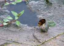 Apple Snail.jpg