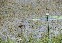 Lesser Jacana.jpg