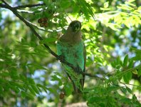 Meyer's Parrot eating Syringa berries.jpg