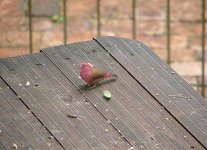 Red-billed Firefinch.jpg