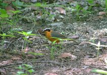 White-browed Robin-chat.jpg