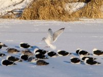 Herring Gull.jpg