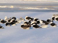 Glaucous Gulls.jpg