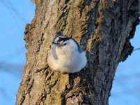 WB Nuthatch.jpg