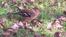 Chaffinch1.jpg