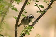 blackThroatedSparrow_X0209_71l.jpg