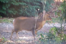 muntjac1.jpg