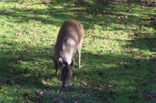 muntjac2.jpg