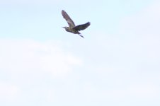IMG_5304.JPG