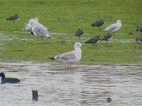 Birding 20081213 018.jpg