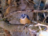 RB Nuthatch.jpg