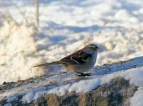 Tree Sparrow.jpg