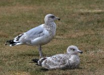 Herring Gull (2nd & 3rd winter) 1.jpg