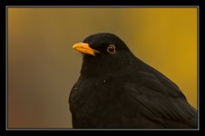 Blackbird4.jpg