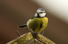 Blue_Tit_4.jpg