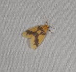 Gymnasura phaeobasis 02 08 2024.JPG