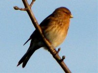 twite soldiers point evening.jpg