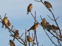 twite soldiers point.jpg