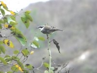 Black-winged Saltator.JPG