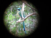 Blue-crowned Motmot.jpg