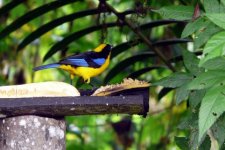 Blue-winged Mountain-Tanager.jpg