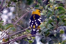 Yellow Grosbeak_2.JPG