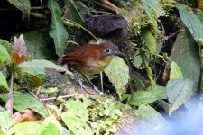 Yellow-breasted Antpitta.jpg