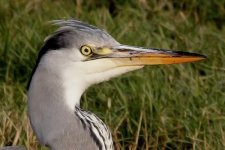 Heron crop.jpg