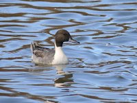 L1240928_Northern Pintail.jpg