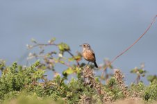 stonechat full.jpg