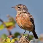 stonechat1.jpg