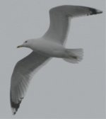 IMG_9137_gull.jpg