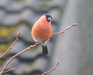 bullfinch 04-01-09.jpg