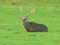 DS sika deer stag Arne 071108 .jpg