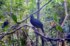 Sickle-winged Guan.jpg