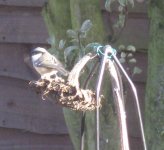 Coal Tit 2.jpg