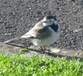 Pied Wagtail.jpg