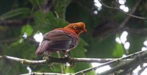 COCK-OF-THE-ROCK_EL_ENCANTO_COLOMBIA_JAN2024_1E1A0220_EDIT.jpeg