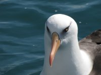 campbells albatross.jpg