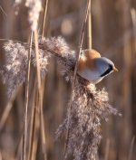 3.BeardedTit.JPG